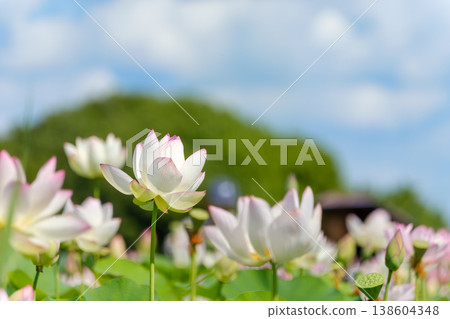A field of lotus flowers in full bloom stretches out under a blue sky. A field of lotus flowers in full bloom stretches out under a blue sky. 138604348