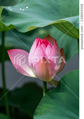 含苞待放的粉色莲花 雨后莲花的清新之美 138604508
