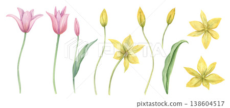 Watercolor pink and yellow tulips with leaves set on isolated background. Spring blooming flowers, green leaves, buds illustration. Floral elements for greeting card, thank you notes design Watercolor pink and yellow tulips with leaves set on isolated background. Spring blooming flowers, green leaves, buds illustration. Floral elements for greeting card, thank you notes design 138604517