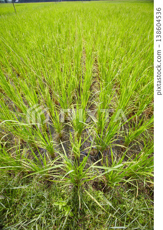 Tall grass, wheat and agriculture on farm for harvest, resources or crops and natural sustainability. Green, leaves or plants in farming, growth or rice field with soil in nature countryside or land Tall grass, wheat and agriculture on farm for harvest, resources or crops and natural sustainability. Green, leaves or plants in farming, growth or rice field with soil in nature countryside or land 138604536