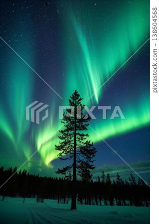极光下的夜色森林 北极光的绿色奇迹 138604568