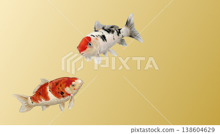 Two koi carp swimming against a gold washi paper gradient – an elegant and luxurious Japanese-style design material. 138604629