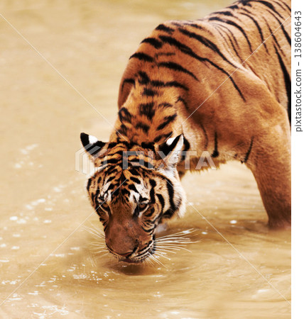 Nature, animals and tiger drinking water in zoo with playful cubs in mud for endangered wildlife. Jungle, strong cat park, river or dam in Thailand for safari, outdoor danger and predator with power Nature, animals and tiger drinking water in zoo with playful cubs in mud for endangered wildlife. Jungle, strong cat park, river or dam in Thailand for safari, outdoor danger and predator with power 138604643