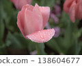 Tulip wet in the rain 138604677