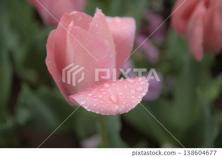 Tulip wet in the rain Tulip wet in the rain 138604677