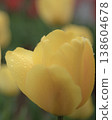 Yellow tulip 138604678