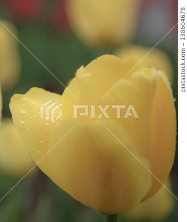 Yellow tulip Yellow tulip 138604678