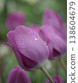 Violet tulips in bloom 138604679