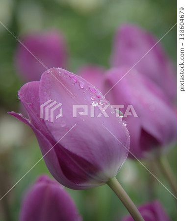 Violet tulips in bloom 138604679