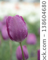 Tulip flowers are blooming 138604680