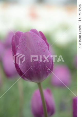 Tulip flowers are blooming Tulip flowers are blooming 138604680