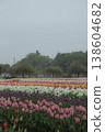A park with tulip fields 138604682