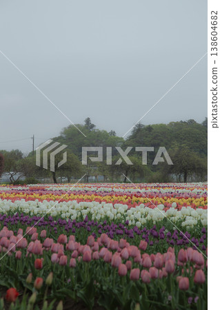 A park with tulip fields 138604682