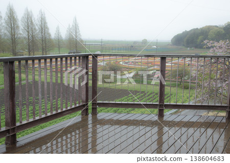 A rainy day overlooking a tulip field 138604683
