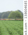 A colorful flower field visible in the distance 138604685