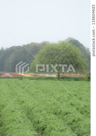 A colorful flower field visible in the distance 138604685