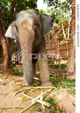 Jungle, elephant and chains in nature for eating leaves outdoor with feeding, freedom or sustainability. Forest, animal and conservation with environment, peace and wildlife for care and protection 138604691