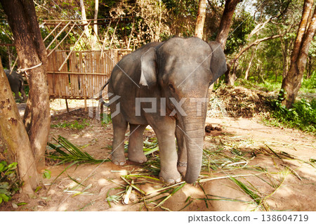 Elephant eating leaves, plant in a jungle for wildlife conservation. Forest, sustainability and calm animal calf outdoors feeding on bamboo branches in natural or peaceful environment in Thailand Elephant eating leaves, plant in a jungle for wildlife conservation. Forest, sustainability and calm animal calf outdoors feeding on bamboo branches in natural or peaceful environment in Thailand 138604719