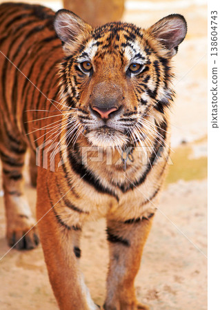 Tiger standing on sand in nature by a zoo for majestic entertainment at a circus or habitat. Wildlife, calm and big cat or exotic animal with peaceful attitude in a desert or dune conservation. Tiger standing on sand in nature by a zoo for majestic entertainment at a circus or habitat. Wildlife, calm and big cat or exotic animal with peaceful attitude in a desert or dune conservation. 138604743