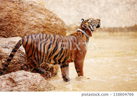 Nature, water and tiger in zoo for animals in mud with rock, endangered wildlife and conservation. Big cat playing in pool, park or river in Thailand for safari, outdoor action and power with jungle Nature, water and tiger in zoo for animals in mud with rock, endangered wildlife and conservation. Big cat playing in pool, park or river in Thailand for safari, outdoor action and power with jungle 138604766