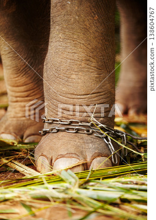 Feet in chains, closeup and elephant in jungle for capture, ivory or black market trade. Animal exploitation, torture or wildlife cruelty or abuse in Africa for poaching, disaster or ecosystem crisis 138604767