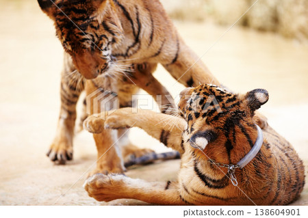 Tigers, playing and outdoor in nature by a zoo for majestic entertainment at a circus or habitat. Wildlife, wrestling and big cats exotic animals family together in a desert or dune conservation. Tigers, playing and outdoor in nature by a zoo for majestic entertainment at a circus or habitat. Wildlife, wrestling and big cats exotic animals family together in a desert or dune conservation. 138604901
