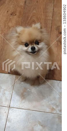 Phone photo of a small Pomeranian dog looking at the camera while waiting for food. Cute pet portrait showing anticipation, expressive eyes, and everyday home life. Phone photo of a small Pomeranian dog looking at the camera while waiting for food. Cute pet portrait showing anticipation, expressive eyes, and everyday home life. 138604902