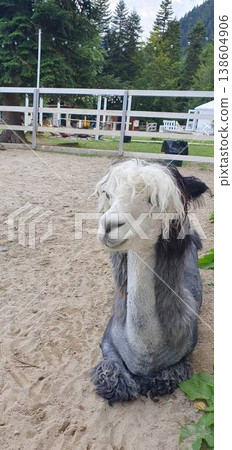 Phone photo of a black and white llama sitting on the ground inside a pen. Calm farm animal scene showing rest, captivity, and everyday rural life. 138604906