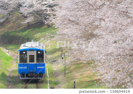 Cherry blossom trees and the "#Maxell" train (Heisei Chikuhō Railway) Cherry blossom trees and the "#Maxell" train (Heisei Chikuhō Railway) 138604919