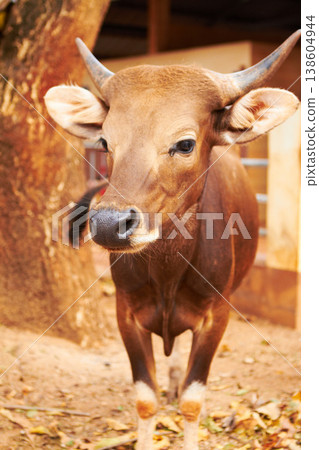 Natural, animal and closeup of a cow for sustainable, agriculture and eco friendly livestock. Sustainability, agro and brown cattle on an outdoor farm or environment for farming meat for business. 138604944