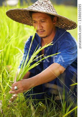 Grass, agriculture and an asian man rice farmer in a field for sustainability in the harvest season. Plant, nature and growth in the countryside with a farm worker on a plantation in rural China 138605095
