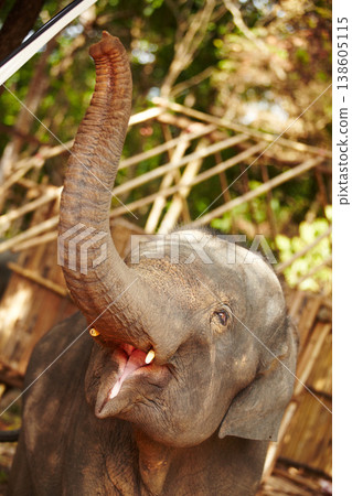 Jungle, elephant and mouth open in nature outdoor for feeding, freedom or sustainability with teeth. Forest, animal and conservation with environment, peace and wildlife for care, calm and protection 138605115