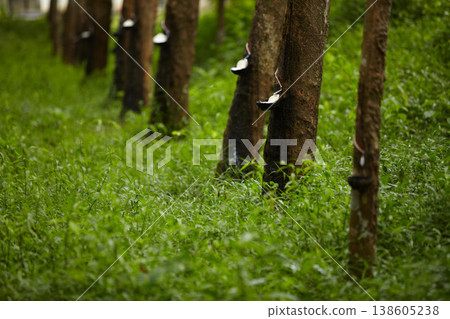 Rubber, plantation and bowl on trees to collect sap for farming, agriculture and production. Growth, sustainability and liquid drip for latex, plastic and natural harvest in forest, woods or nature Rubber, plantation and bowl on trees to collect sap for farming, agriculture and production. Growth, sustainability and liquid drip for latex, plastic and natural harvest in forest, woods or nature 138605238