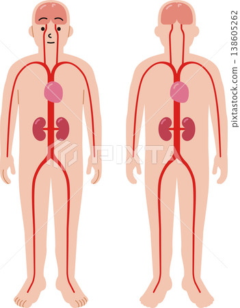 人體血管、心臟、腎臟和腦部的示意圖。 138605262