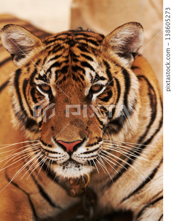 Tiger relaxing on sand in nature by a zoo for majestic entertainment at a circus or habitat. Wildlife, calm and big cat exotic animal resting with peaceful attitude in a desert or dune conservation. Tiger relaxing on sand in nature by a zoo for majestic entertainment at a circus or habitat. Wildlife, calm and big cat exotic animal resting with peaceful attitude in a desert or dune conservation. 138605273