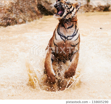 Nature, animals and tiger playing in water at wildlife park with happy cub, splash and freedom in jungle. River, lake or dam with big cat, playful swimming and jumping at outdoor safari in Asian zoo 138605290