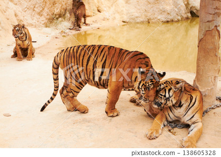 Tigers playing on sand in nature by a zoo for majestic entertainment at a circus or habitat. Wildlife, wrestling and big cats exotic animals family fighting together in a desert or dune conservation. 138605328