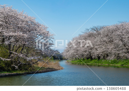 一排盛開的櫻花樹，倒映在藍天和水面上。 138605488