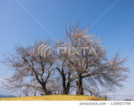 Three cherry trees stand out against the blue sky. Three cherry trees stand out against the blue sky. 138605796