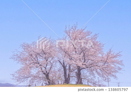 Three cherry trees stand out against the blue sky. Three cherry trees stand out against the blue sky. 138605797