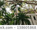 Taipei 228 Peace Park with palm trees in Taiwan 138605868
