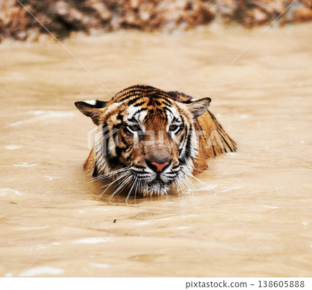 Water, calm and tiger swimming in pond in nature by a zoo for majestic entertainment at a circus or habitat. Wildlife, peaceful and big cat exotic animal playing in dam in desert or dune conservation Water, calm and tiger swimming in pond in nature by a zoo for majestic entertainment at a circus or habitat. Wildlife, peaceful and big cat exotic animal playing in dam in desert or dune conservation 138605888