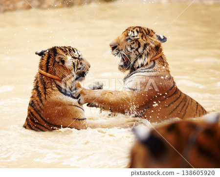 Tiger, playing and fight in water at zoo, park or together in nature with game for learning to hunt or tackle. India, Tigers and family of animals in river, lake or pool for playing in environment Tiger, playing and fight in water at zoo, park or together in nature with game for learning to hunt or tackle. India, Tigers and family of animals in river, lake or pool for playing in environment 138605920
