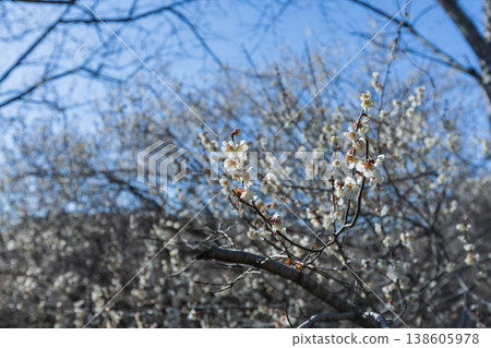 Plum blossoms in full bloom at Kannonyama Plum Village (Ichikai Town, Tochigi Prefecture) Plum blossoms in full bloom at Kannonyama Plum Village (Ichikai Town, Tochigi Prefecture) 138605978