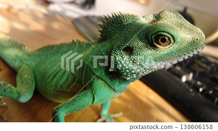 Green, scales and closeup of an iguana in a house for adventure, exploring or a unique creature. Pet, home and a lizard or tropical animal in a room for wildlife, camouflage or exotic reptile Green, scales and closeup of an iguana in a house for adventure, exploring or a unique creature. Pet, home and a lizard or tropical animal in a room for wildlife, camouflage or exotic reptile 138606158