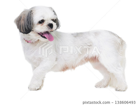 Animal, pet and dog on a white background in studio for best friend, playing and walking. Domestic pets, mockup and isolated fluffy, adorable and cute Lhasa apso with happiness, puppy and health Animal, pet and dog on a white background in studio for best friend, playing and walking. Domestic pets, mockup and isolated fluffy, adorable and cute Lhasa apso with happiness, puppy and health 138606493
