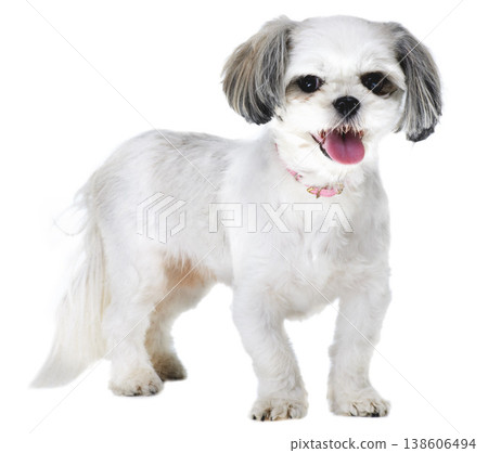 Animal, pet and portrait of dog on a white background for puppy, playing and fun in studio. Pets, mockup and isolated fluffy, adorable and cute Lhasa apso with happiness, adoption and health 138606494