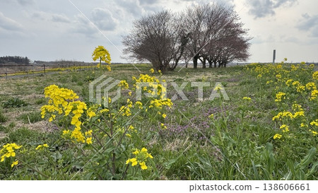 櫻花盛開:春意盎然的景象。 櫻花盛開:春意盎然的景象。 138606661