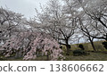 春日景色，油菜花田和櫻花盛開。 138606662