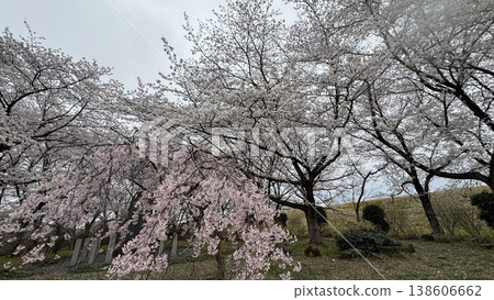 春日景色，油菜花田和櫻花盛開。 138606662